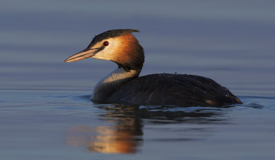 Great Crested Grebe