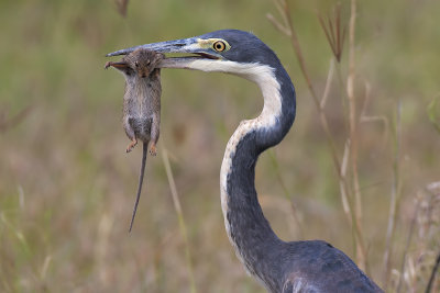 Black-headed heron with prey