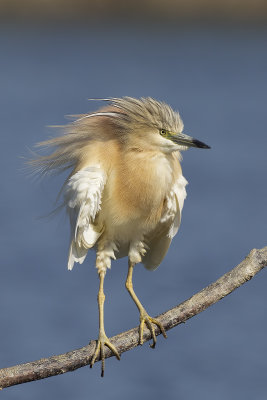 Squacco Heron