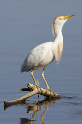 Cattle Egret