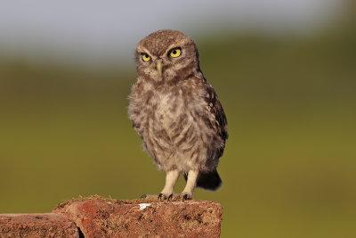 Little Owl