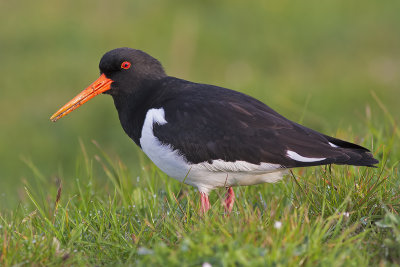 Oystercatcher