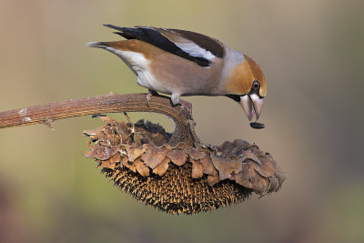 Hawfinch