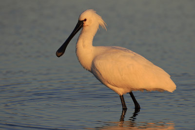 Spoonbill