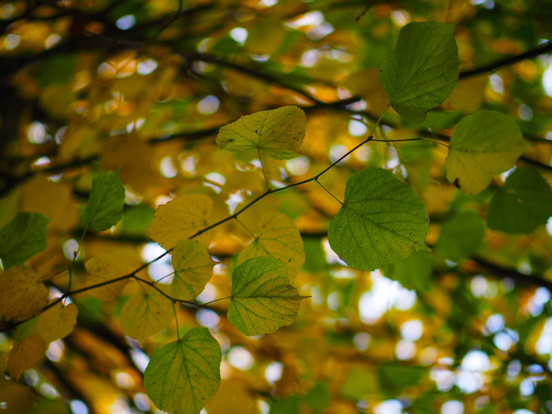 PA230567-Lush-Lime.jpg