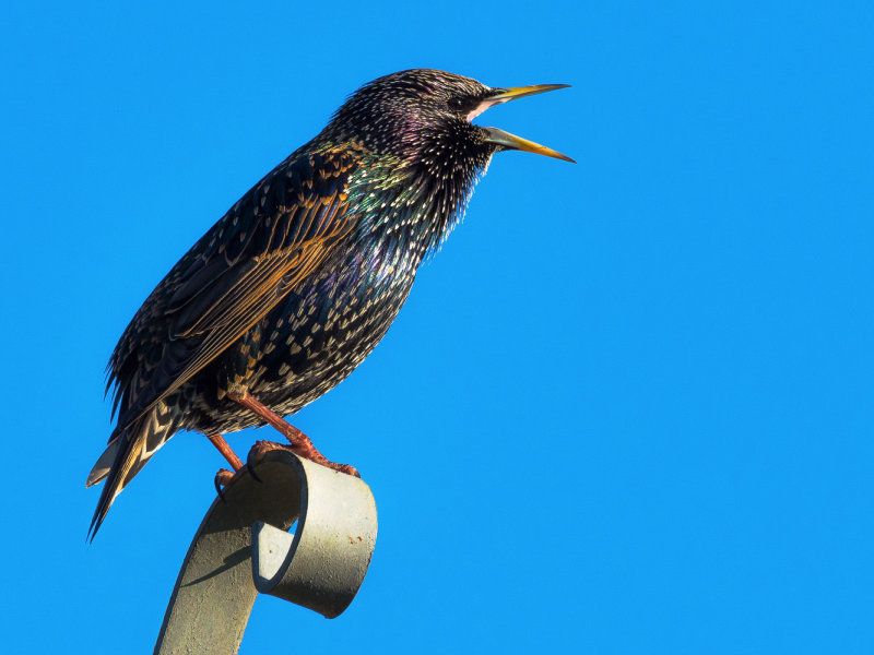 Starling-Talking.jpg