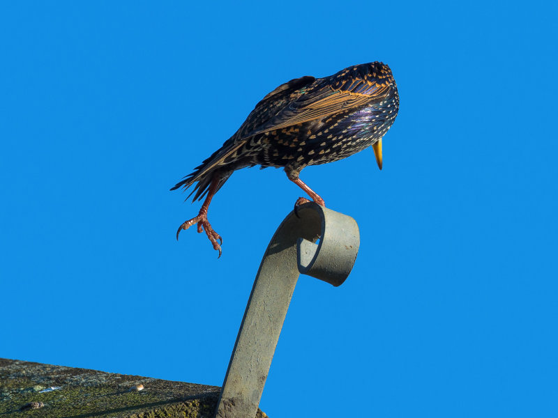Yoga-Starling.jpg