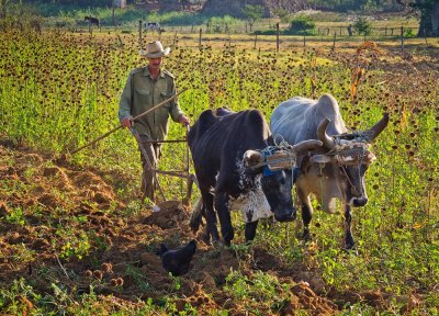 P3300179-Ox-Plough.jpg