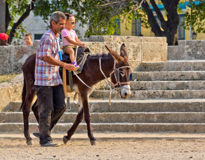 P3210811-Little-Donkey.jpg