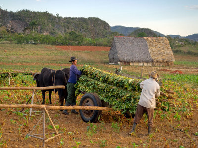 P3302727a-Leaf-loader.jpg