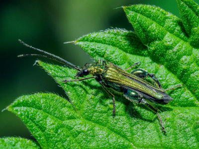 Nettle-Hopper.jpg