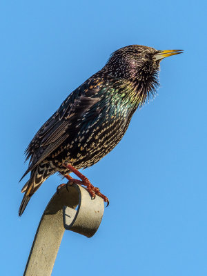 Starling-2.jpg