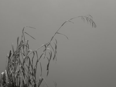 Reed-on-misty-water.jpg