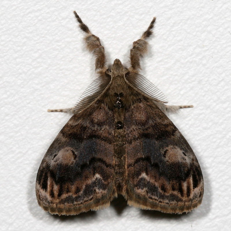 Hodges#8314 * Definite Tussock Moth * Orgyia definita