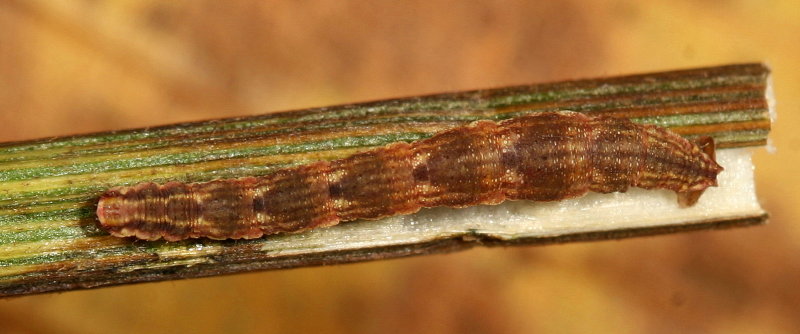 Genus Eupithecia