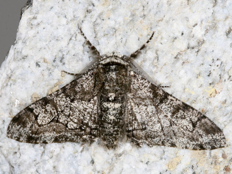 Hodges#6640 * Pepper & Salt Geometer * Biston betularia