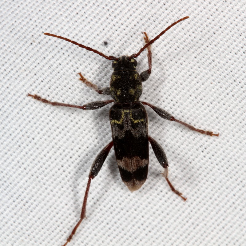 Xylotrechus colonus * Rustic Borer