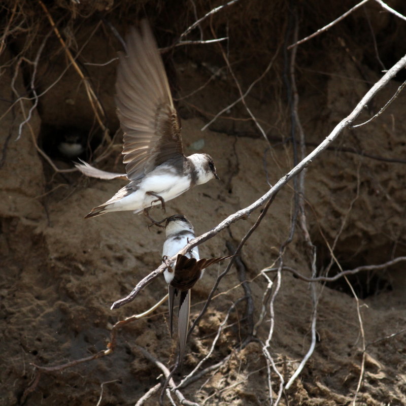 Bank Swallow