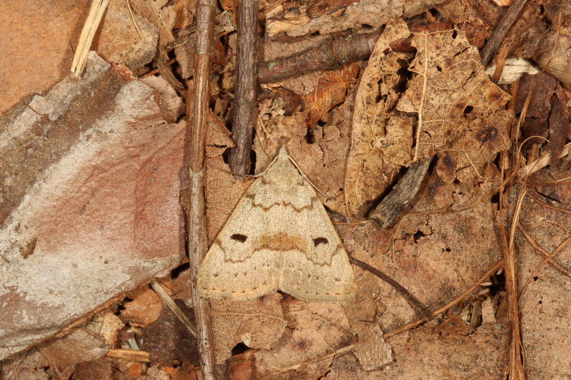 Hodges#8355 * Morbid Owlet * Chytolita morbidalis