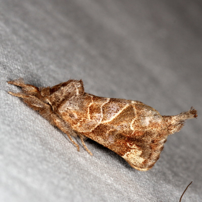 Hodges#7898 * Striped Chocolate-tip * Clostera strigosa