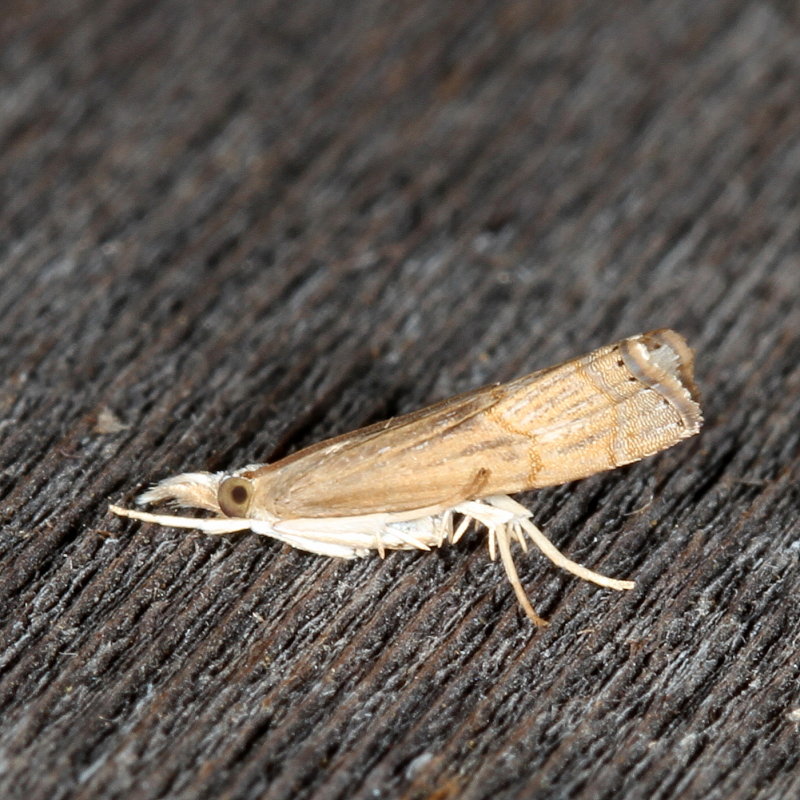 Hodges#5451 * Bluegrass Webworm Moth * Parapediasia teterrella