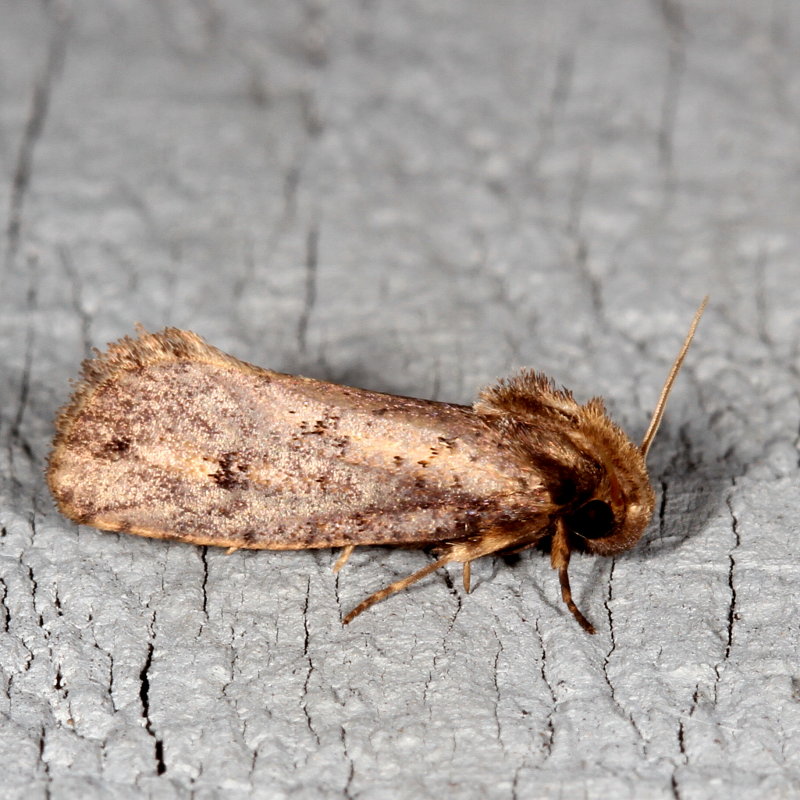 Hodges#0373 * Clemens Grass Tubeworm Moth * Acrolophus popeanella