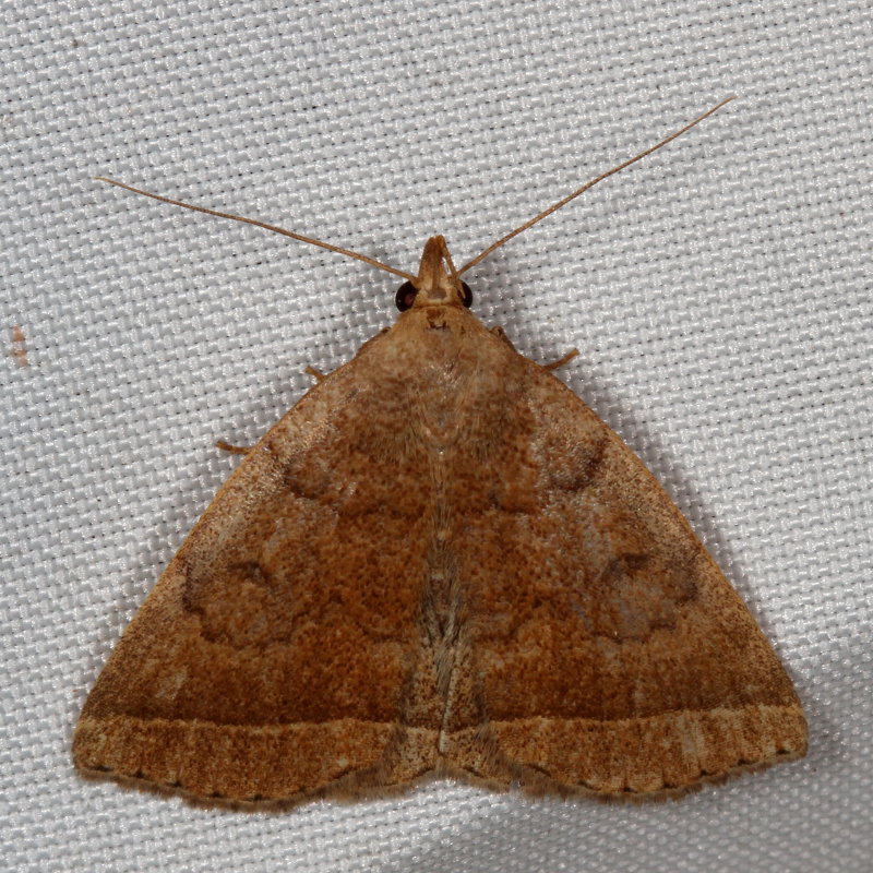 Hodges#8352 * Yellowish Zanclognatha * Zanclognatha marcidilinea