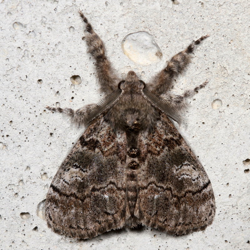 Hodges#8294 * Variable Tussock Moth * Dasychira vagans