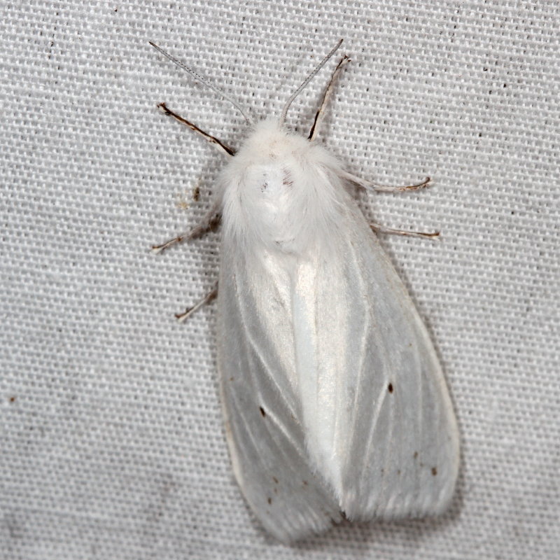Hodges#8140 * Fall Webworm Moth* Hyphantria cunea