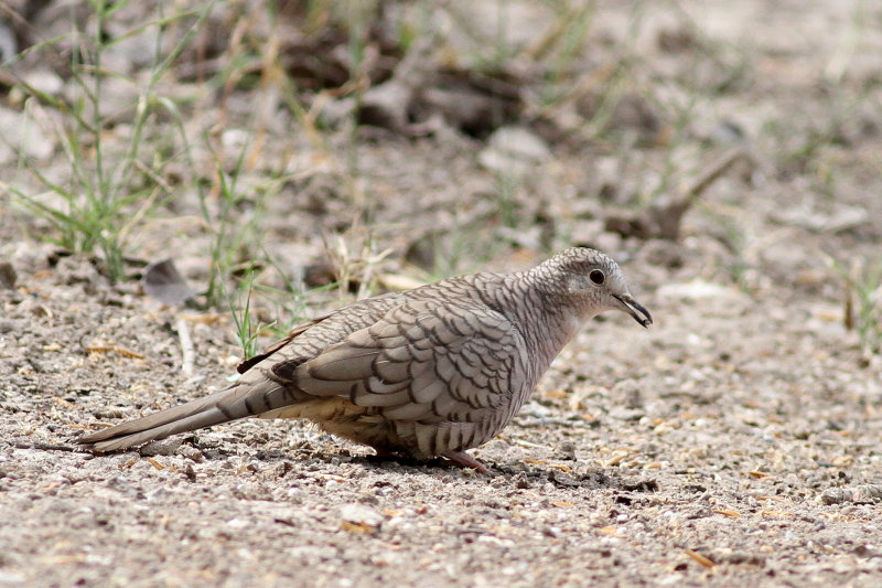 Inca Dove