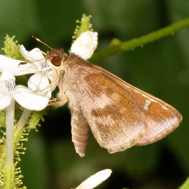 Clouded Skipper