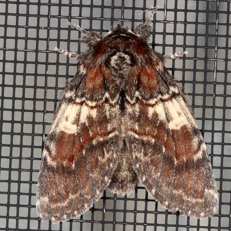 Hodges#7921 * Chocolate Prominent * Peridea ferruginea 