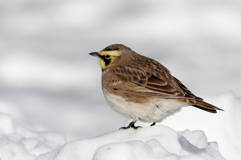 Horned Lark