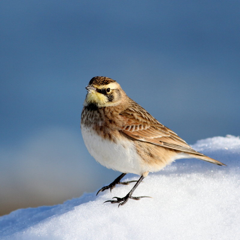 Horned Lark