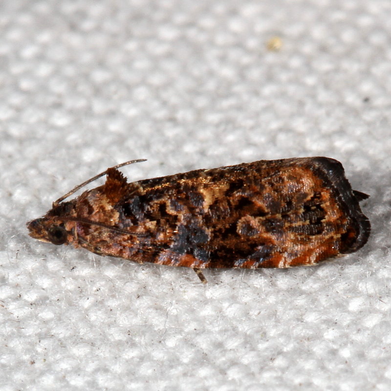 Hodges#2738 * Verbena Bud Moth * Endothenia hebesana
