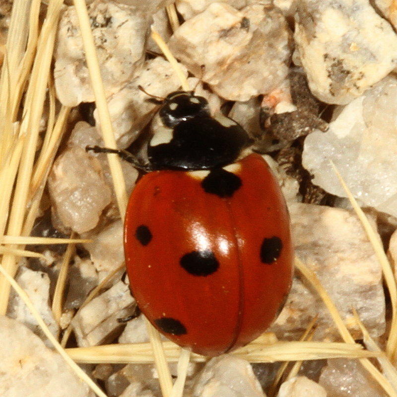 Seven-spotted Lady Beetle