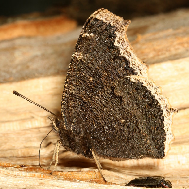Mourning Cloak