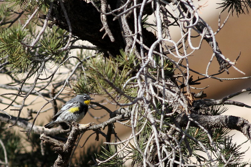 Audubons Warbler