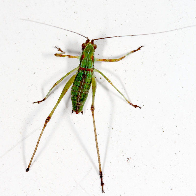 Scudderia nymph 