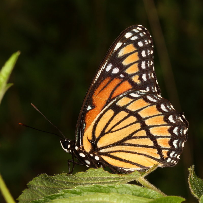 Viceroy