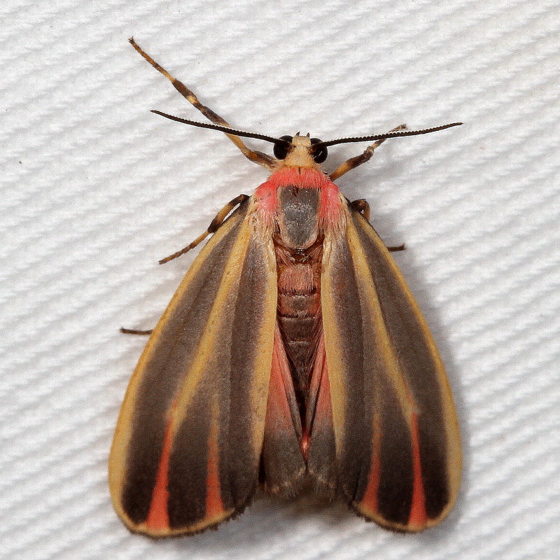 Hodges#8090 * Painted Lichen Moth * Hypoprepia fucosa