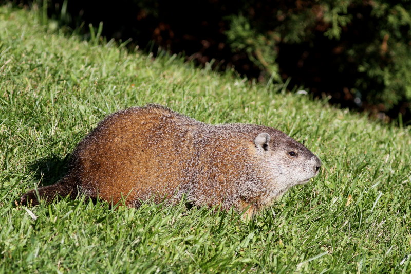 Woodchuck