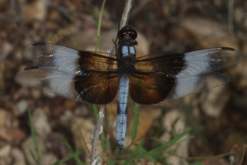 Widow Skimmer ♂
