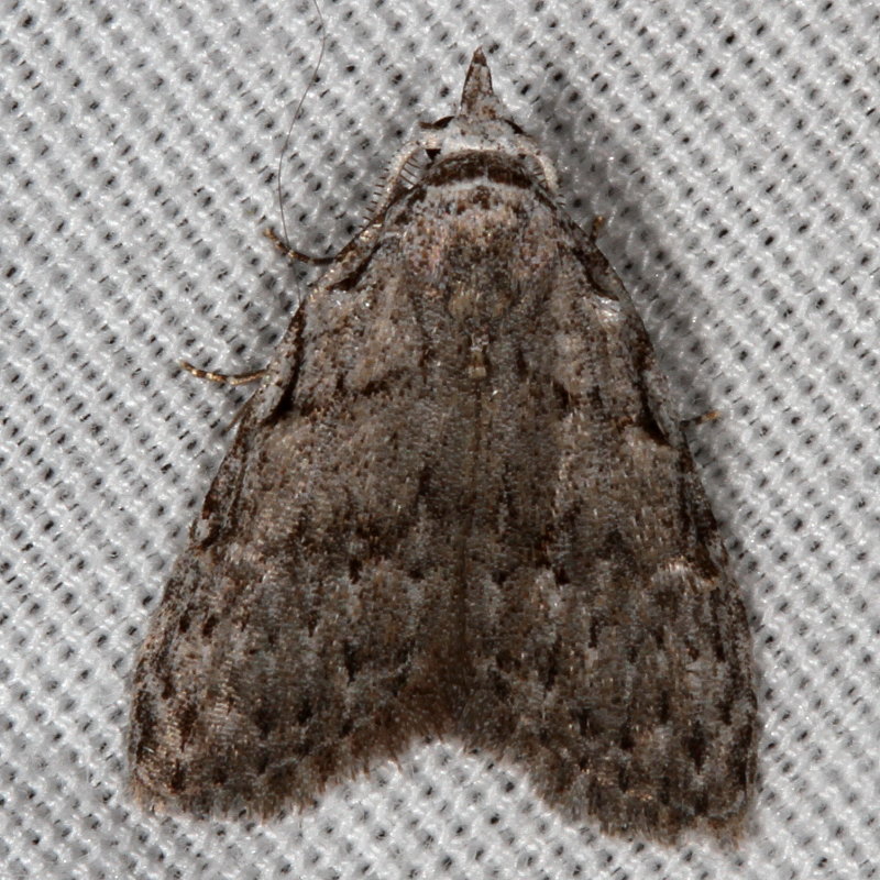 Hodges#8996 * Sweet Pepperbush Nola Moth * Nola clethrae