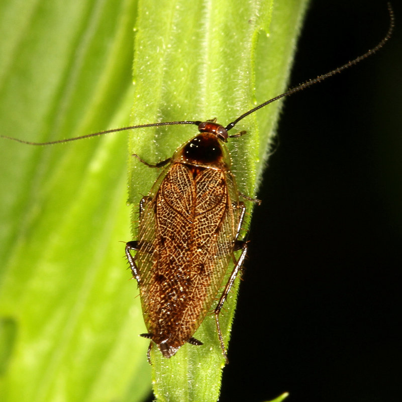 Ectobius lapponicus