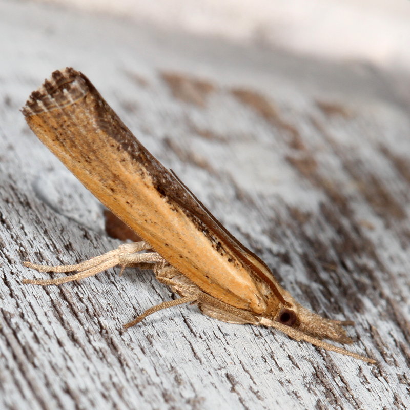 Hodges#5413 * Sod Webworm Moth * Pediasia trisecta