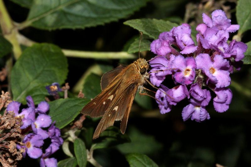 Ocola Skipper