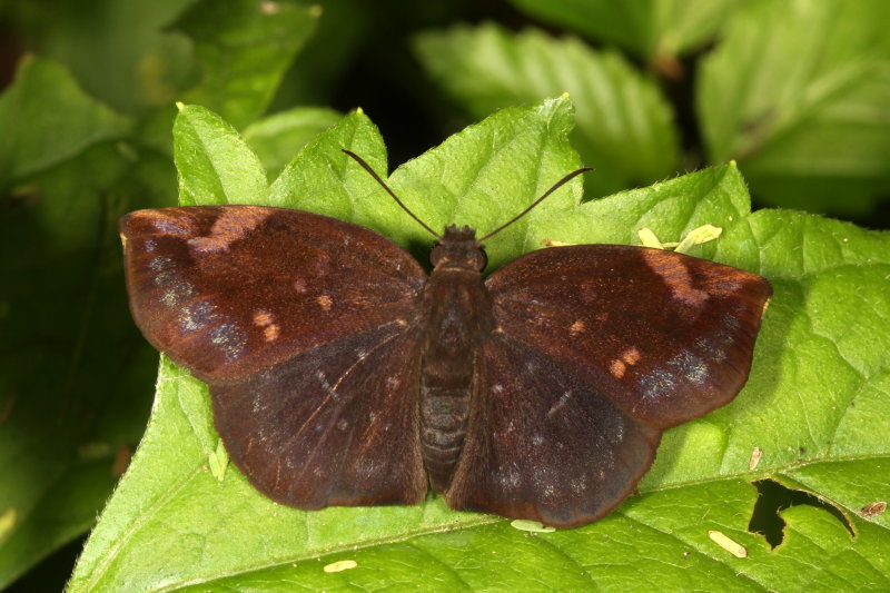 Sickle-winged Skipper ♂