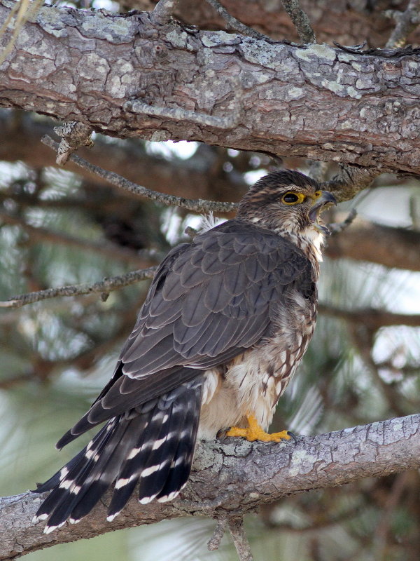 Merlin