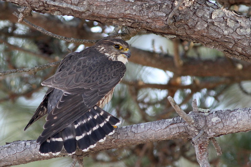 Merlin